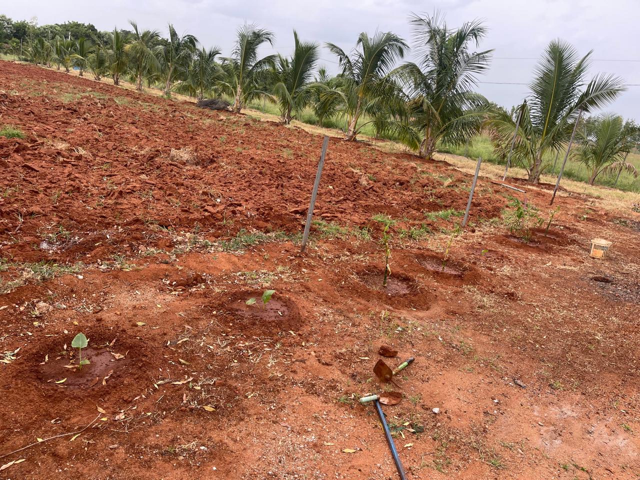 New plantation