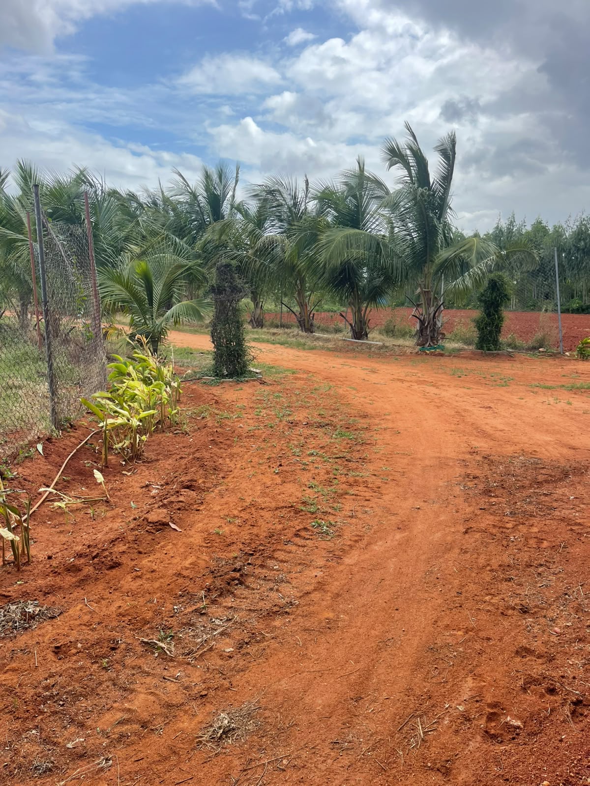 Green pathways and coconut trees at BLR Resort