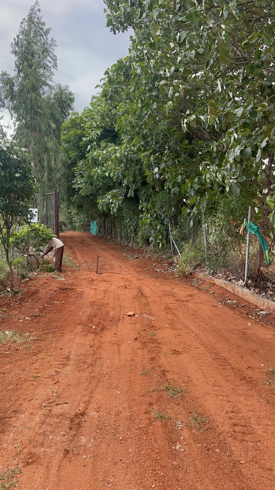 Tree-lined lane at BLR Resort